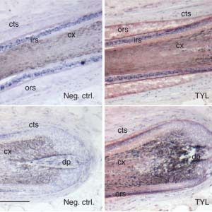 Thymic Peptides Effect on Hair Growth