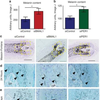 Clock Genes Can Regulate Human Hair Pigmentation