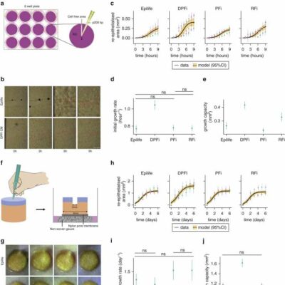 Hair Follicle Fibroblasts Accelerate Skin Wound Healing