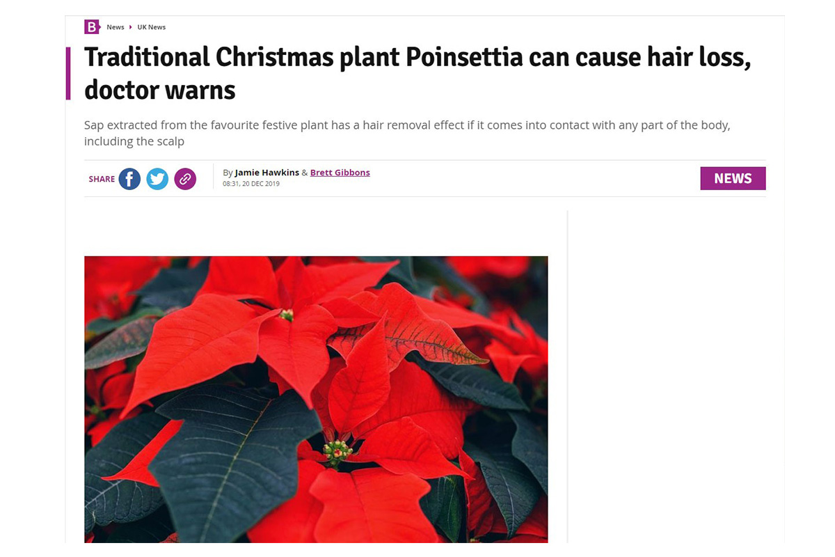 Traditional Christmas plant Poinsettia can cause hair loss, doctor warns