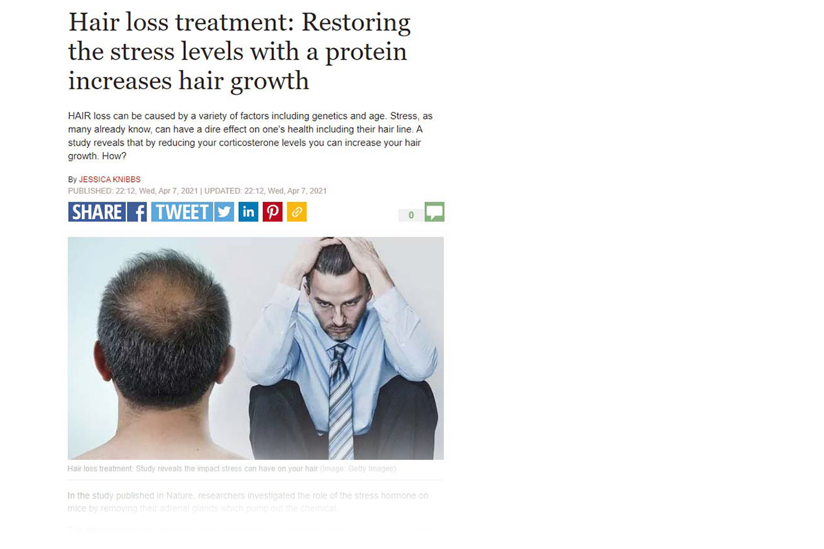Hair loss treatment: Restoring the stress levels with a protein increases hair growth